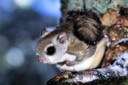 Flying Squirrel Appearance: What Does a Flying Squirrel Look Like?